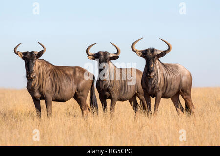 Comuni (blu) GNU (GNU) (Connochaetes taurinus), Mokala Parco Nazionale Foto Stock