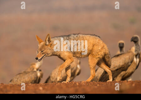 Jackal Blackbacked (Canis mesomelas) con whitebacked grifone (Gyps africanus), Zimanga Riserva Privata Timbavati Foto Stock