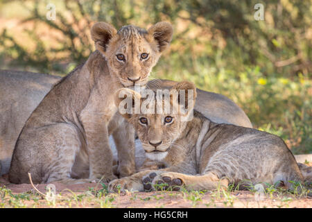 Lion cubs (Panthera leo) nel Kalahari Kgalagadi Parco transfrontaliero, Capo Settentrionale Foto Stock