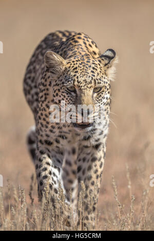 Leopard femmina (Panthera pardus), Kgalagadi Parco transfrontaliero Foto Stock