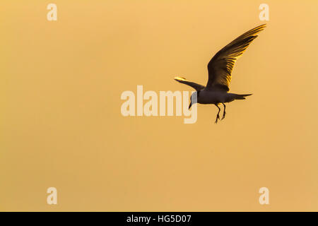 Mignattino piombato in Arugam Bay Lagoon, Sri Lanka ; specie Chlidonias hybrida famiglia dei Laridae Foto Stock