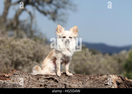 Cane Chihuahua longhair adulto seduto su una roccia Foto Stock