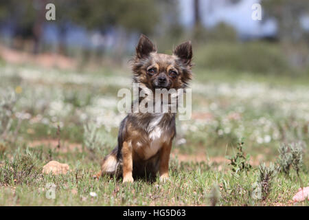 Cane Chihuahua shorthair adulto seduto su una roccia Foto Stock