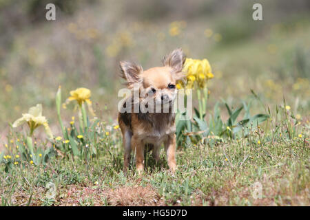 Cane Chihuahua cucciolo longhair in piedi Foto Stock