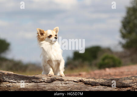 Cane Chihuahua longhair adulto seduto su una roccia Foto Stock