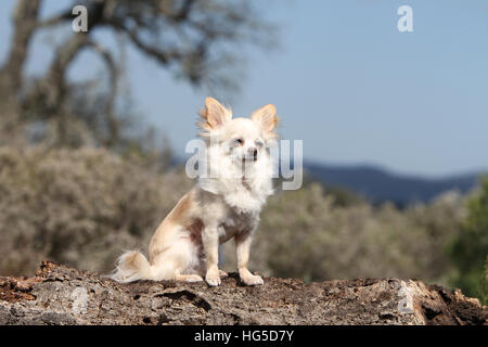 Cane Chihuahua longhair adulto seduto su una roccia Foto Stock