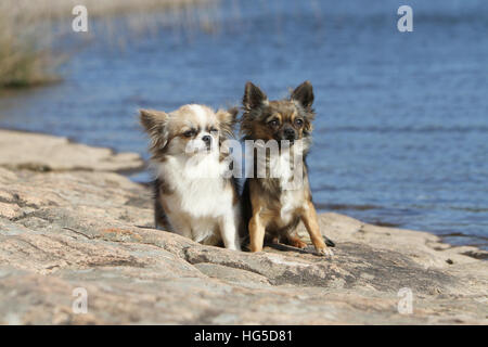 Cane Chihuahua longhair e shorthair / 2 adulti seduti in colori diversi Foto Stock