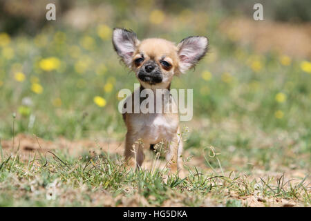 Cane Chihuahua cucciolo longhair in piedi Foto Stock