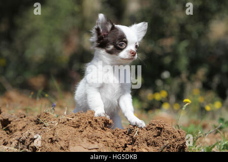 Cane Chihuahua cucciolo longhair in piedi Foto Stock