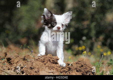 Cane Chihuahua cucciolo longhair in piedi Foto Stock