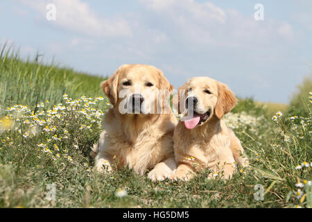 Cane Golden Retriever due adulti giacente a terra Foto Stock