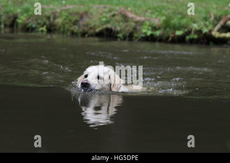 Cane golden retriever adulti nuotare in un lago Foto Stock