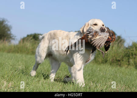 Cane golden retriever adulti in esecuzione in un campo Foto Stock