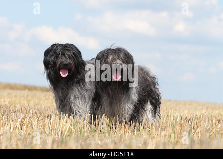 Cane Schapendoes / Olandese Sheepdog due adulti adulti in piedi in un campo Foto Stock