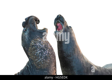 Gli elefanti isolati di tenuta Foto Stock