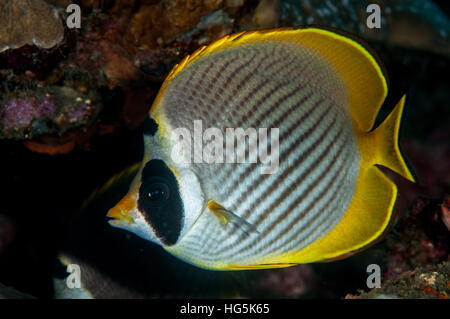 Philippine butterflyfish (Chaetodon adiergastos), Bali, Indonesia Foto Stock