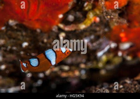 I capretti Limanda Coris (Coris gaimard), Bali, Indonesia Foto Stock