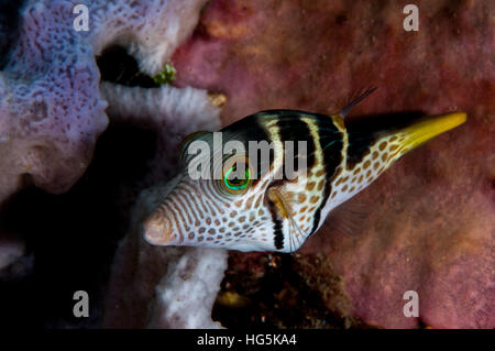 Valentin's sharpnose puffer (Canthigaster valentini), Bali, Indonesia Foto Stock