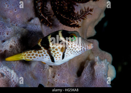 Valentin's sharpnose puffer (Canthigaster valentini), Bali, Indonesia Foto Stock