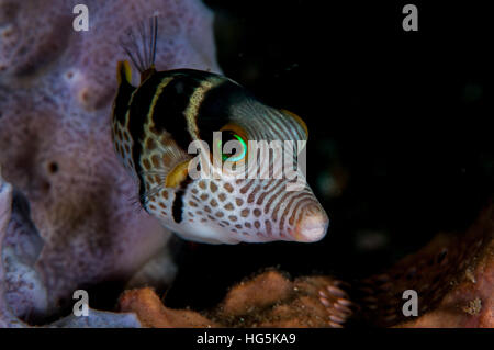 Valentin's sharpnose puffer (Canthigaster valentini), Bali, Indonesia Foto Stock