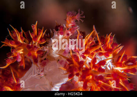 Coralli molli (Granchio Hoplophrys oatesii), Bali, Indonesia Foto Stock