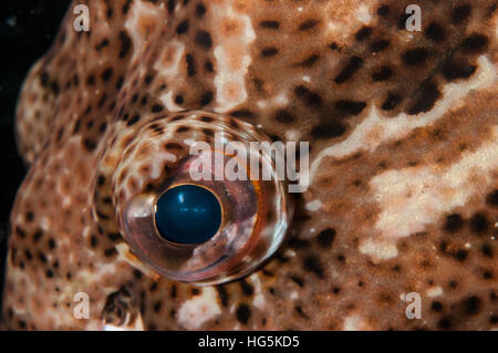 Marrone marmorizzato con il raggruppatore (Epinephelus fuscoguttatus), Bali, Indonesia Foto Stock