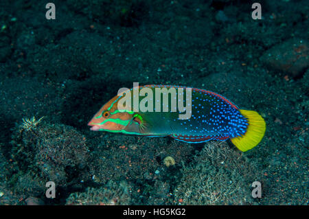 Limanda Coris (Coris gaimard), Bali, Indonesia Foto Stock