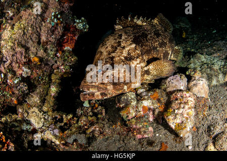 Marrone marmorizzato con il raggruppatore (Epinephelus fuscoguttatus), Bali, Indonesia Foto Stock