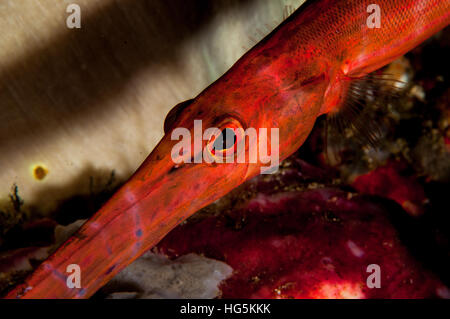 Cinese (trumpetfish Aulostomus chinensis) a Bali, in Indonesia Foto Stock