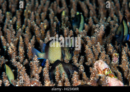 A due strisce castagnole (Dascyllus reticulatus), Bali, Indonesia Foto Stock