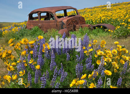 WA13080-00...WASHINGTON - la vecchia auto in un campo di balsamroot e di lupino in dalles Mountain Ranch in Columbia Hills State Park. Foto Stock