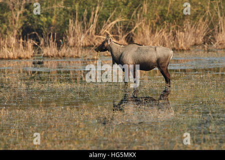 Un maschio blu bull (Boselaphus tragocamelus) in piedi in acqua in Keoladeo Ghana National Park, Bharatpur Rajasthan, India Foto Stock