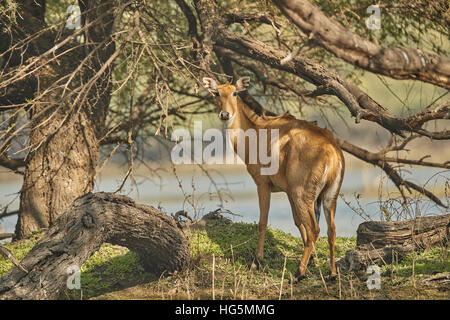 Una femmina blu bull (Boselaphus tragocamelus) in piedi sotto un albero a di Keoladeo Ghana National Park, Bharatpur Rajasthan, Foto Stock