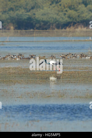 Nero-Cicogna a collo alto con bella blu-verde della testa e del collo e zampe rosse in piedi nell'acqua del lago, Foto Stock