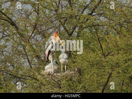 Coloniale di nido di cicogna verniciata (Mycteria leucocephala) in natura. Foto Stock