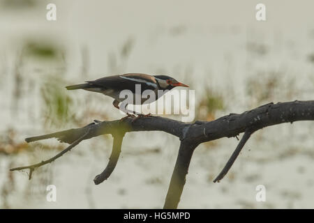 Asian Pied Starling bird appollaiate sul ramo con una piacevole sfocatura dello sfondo verde Foto Stock