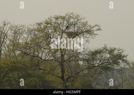 Collo Nero nido di cicogna in un grande albero, Keoladeo Ghana National Park, Rajasthan, India Foto Stock