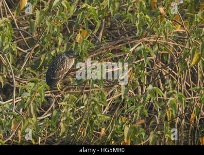 Black-Crowned Night-Heron immaturo in volo / Nycticorrax nycticorax Foto Stock