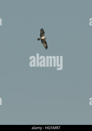 Falco pescatore (Pandion haliaetus). La Osprey, talvolta noto come il falco di mare, pesce eagle o pesce hawk, è una diurna, pesce-eating bird Foto Stock