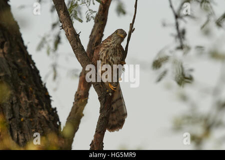 Femmina cuculo Plaintive (Cacomantis merulinus) catture sul ramo in natura Foto Stock