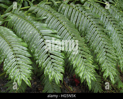 La cannella di felce Osmunda cinnamomea, Kerala, India Foto Stock