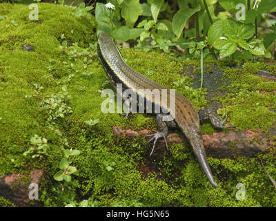 Eutropis carinata - Comune Skink Kerala, India Foto Stock