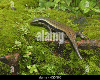 Eutropis carinata - Comune Skink Kerala, India Foto Stock