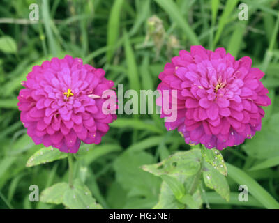 Dahlia hortensis - fiori dalia Foto Stock