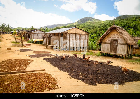 I chicchi di caffè essiccazione nel piccolo villaggio malgascio nel Parco Nazionale Masoala del Madagascar sulla rotta da Maroantsetra a Antalaha Foto Stock