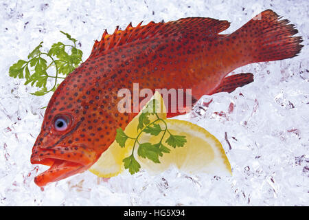 Cernia miniata (Cephalopholis miniata) pesce su ghiaccio Foto Stock