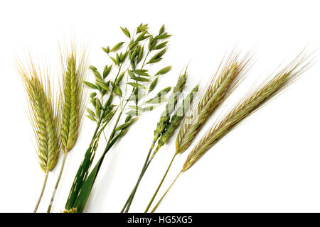 Varietà di grano: segale (Secale cereale), avena (Avena), frumento (Triticum) e orzo (Hordeum vulgare) Foto Stock