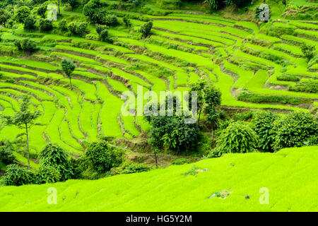 Il paesaggio agricolo, terrazza verde campi di riso, Superiore Marsyangdi valley, Bahundanda, Lamjung District, Nepal Foto Stock