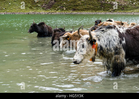 Allevamento di yak (Bos mutus) tenendo bagno, Ice Lake, Braga, Manang District, Nepal Foto Stock