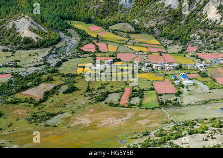 Il paesaggio agricolo con la fioritura rosa campi di grano saraceno con Humde village, Superiore Marsyangdi Valley, Ngawal, Manang, Nepal Foto Stock